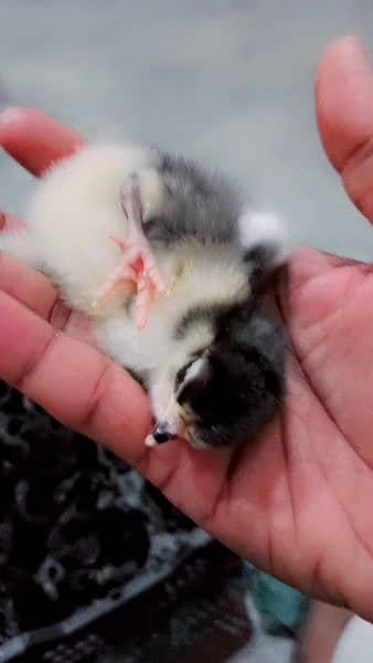 Pure Australorp chicks available 1