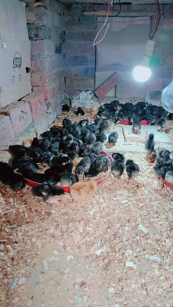 Pure Australorp chicks available 2