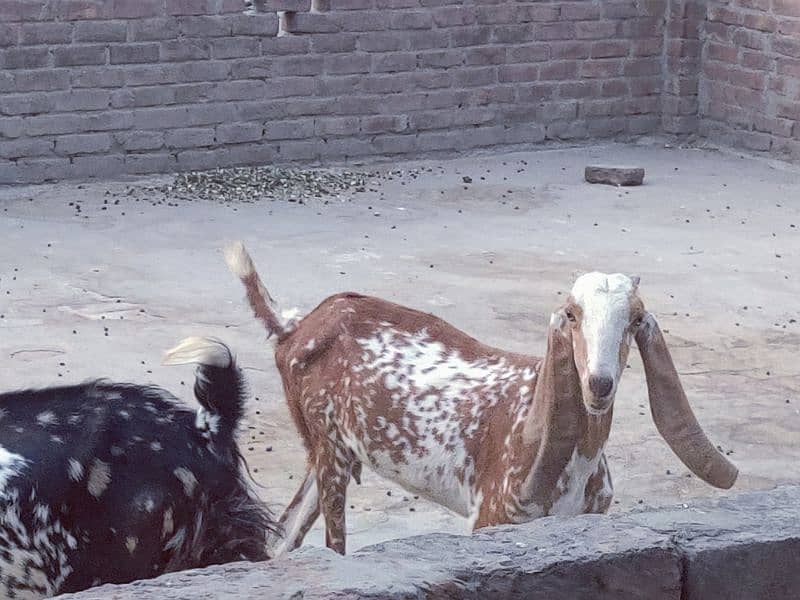 goat for sale 1