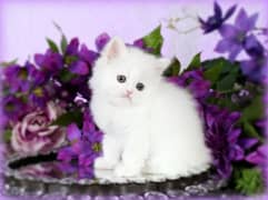 persian kitten cat baby