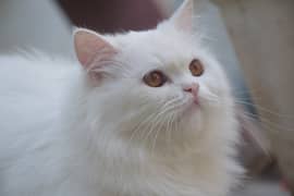 Beautiful White Persian Cat for Sale in Karachi