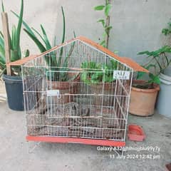 hen or birds cage