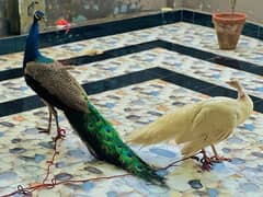 peacock breeder pair