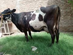 03006376950 frezan cow 32. liter milk record 3 Suva gaban