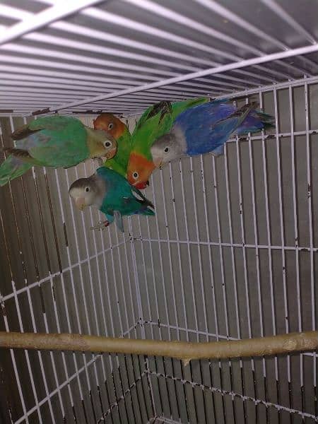 beautiful variety of love birds 5