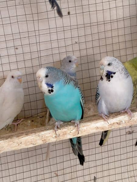 beautiful variety of love birds 7