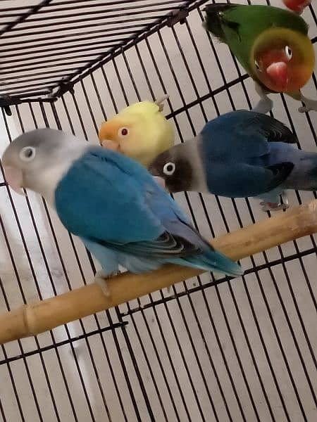 beautiful variety of love birds 10