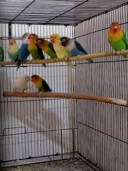 beautiful variety of love birds 18