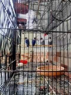 8 portion cage 2 pairs love birds 6 pair Australia 5 piece dove
