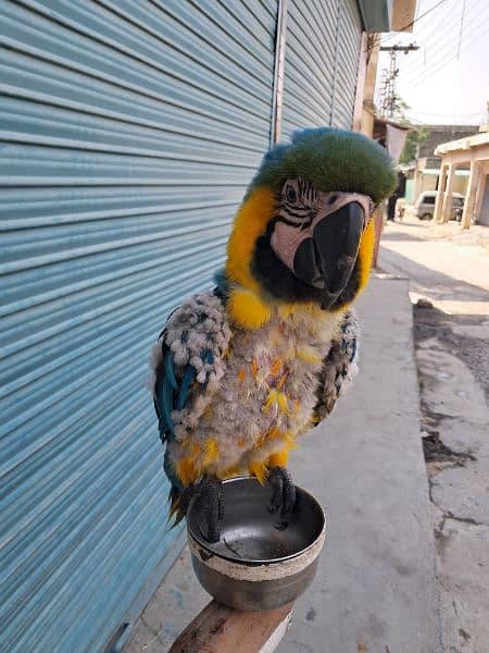 macaw 1