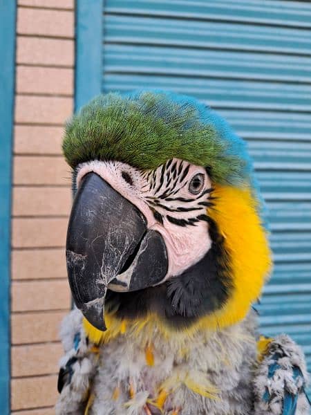 macaw 2
