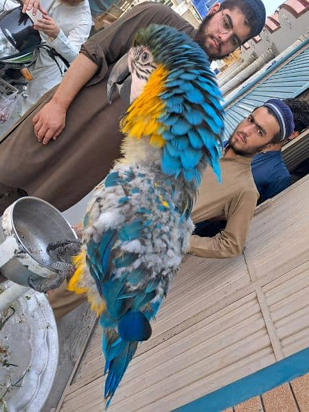 macaw 3