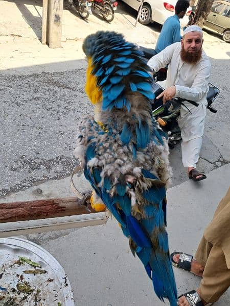 macaw 4