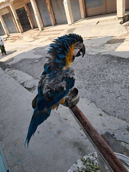 macaw 5