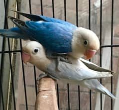 blue dilute Opaline lovebirds for sale