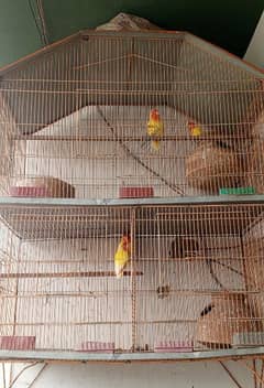 3 portion cage with birds
