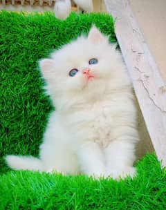Persian kittens 03700502245