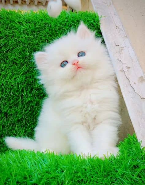 Persian kittens 03700502245 0