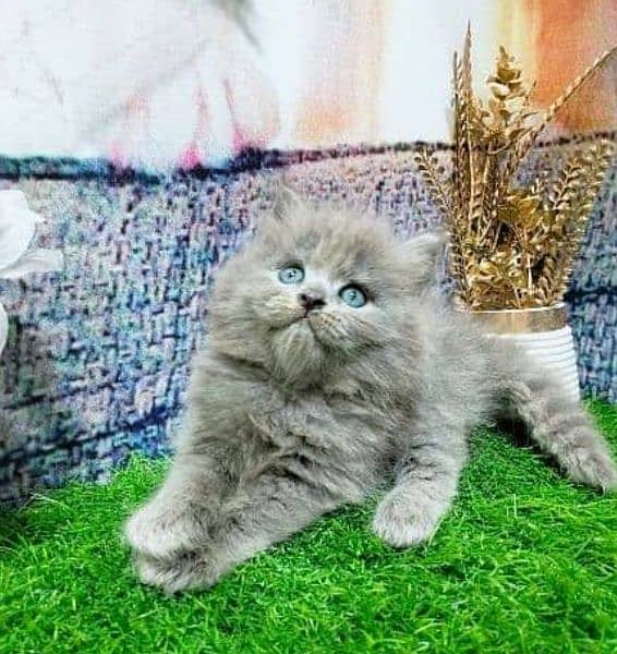 Persian kittens 03700502245 1