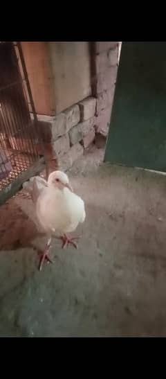 White king pigeons for sale