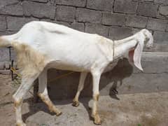 Two Rajanpuri Goats for Sale