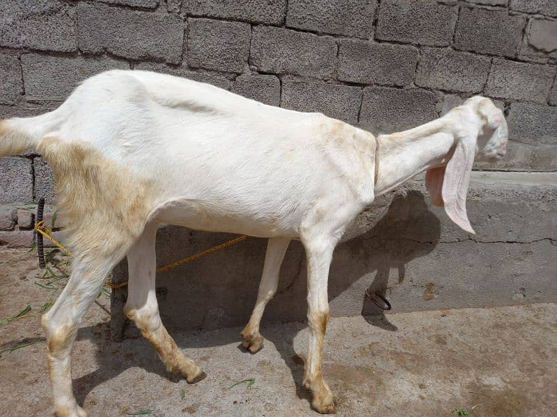 Two Rajanpuri Goats for Sale 0