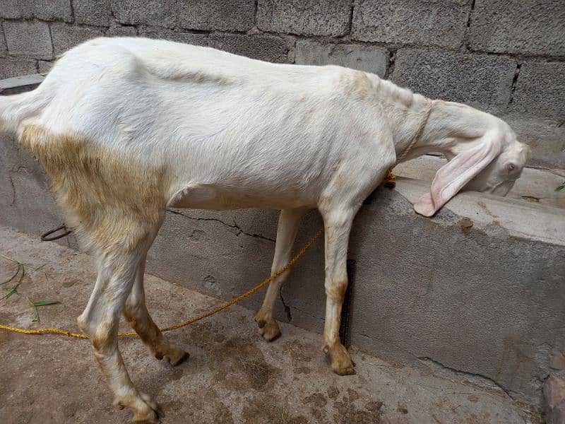 Two Rajanpuri Goats for Sale 1