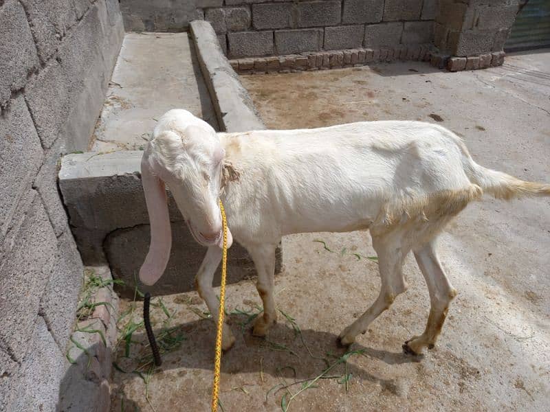 Two Rajanpuri Goats for Sale 2