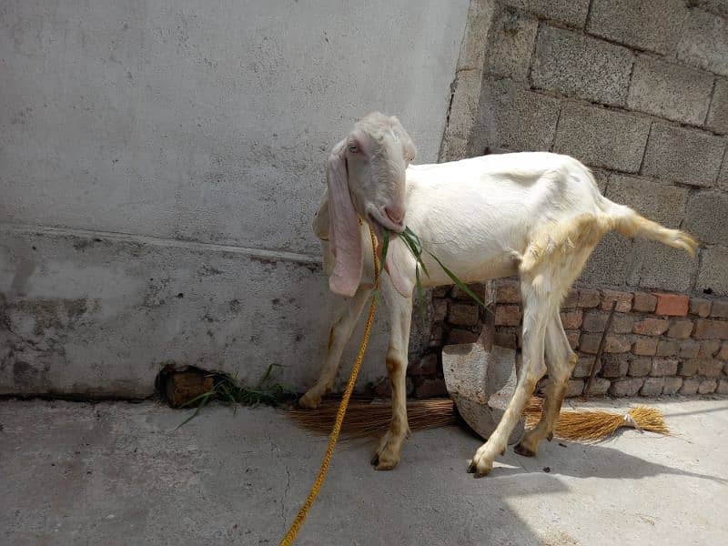 Two Rajanpuri Goats for Sale 3