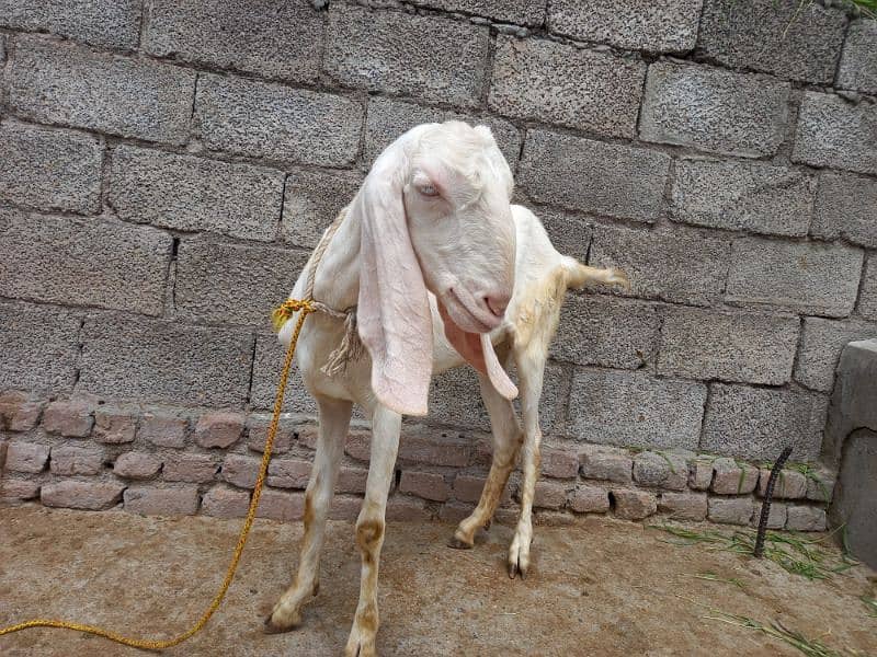 Two Rajanpuri Goats for Sale 4