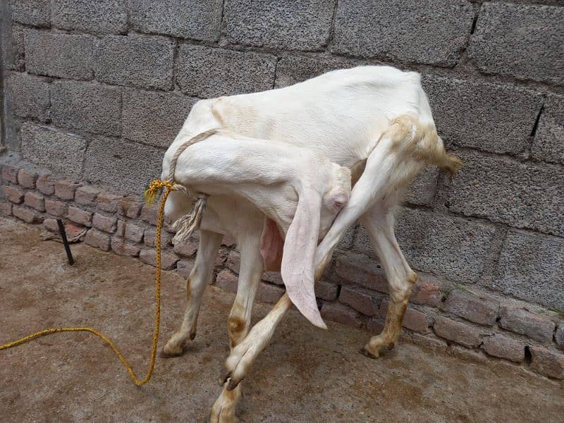 Two Rajanpuri Goats for Sale 5