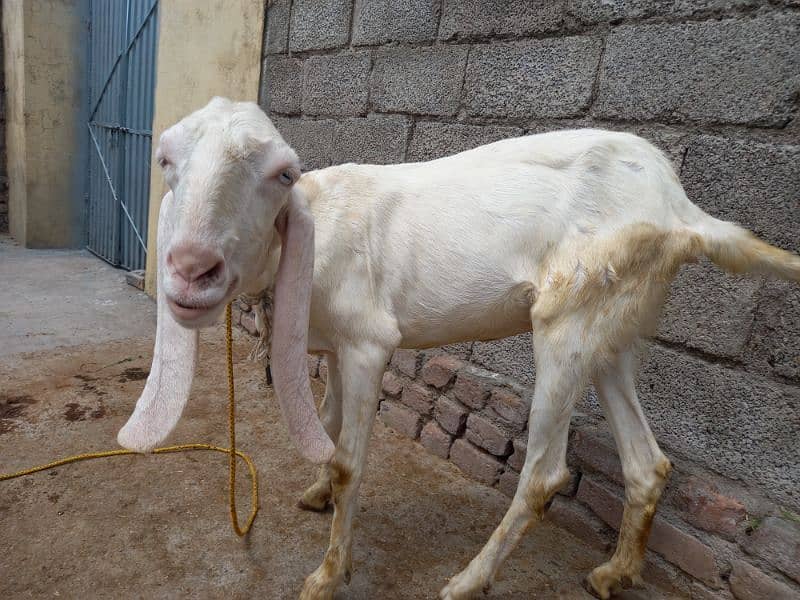 Two Rajanpuri Goats for Sale 6