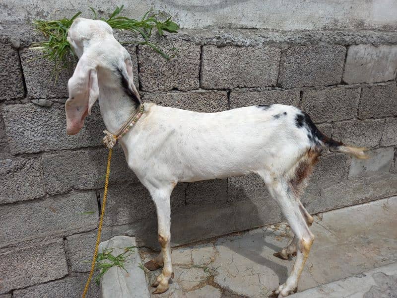 Two Rajanpuri Goats for Sale 7