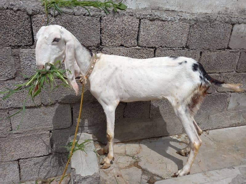 Two Rajanpuri Goats for Sale 8