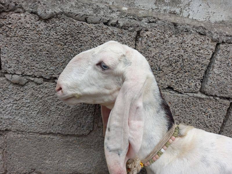 Two Rajanpuri Goats for Sale 9