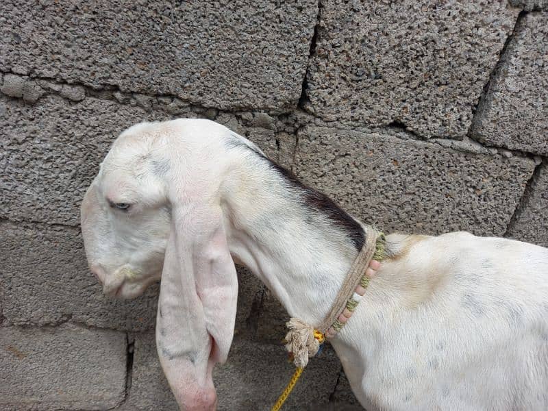 Two Rajanpuri Goats for Sale 10