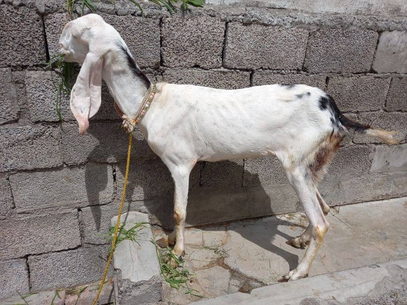 Two Rajanpuri Goats for Sale 11