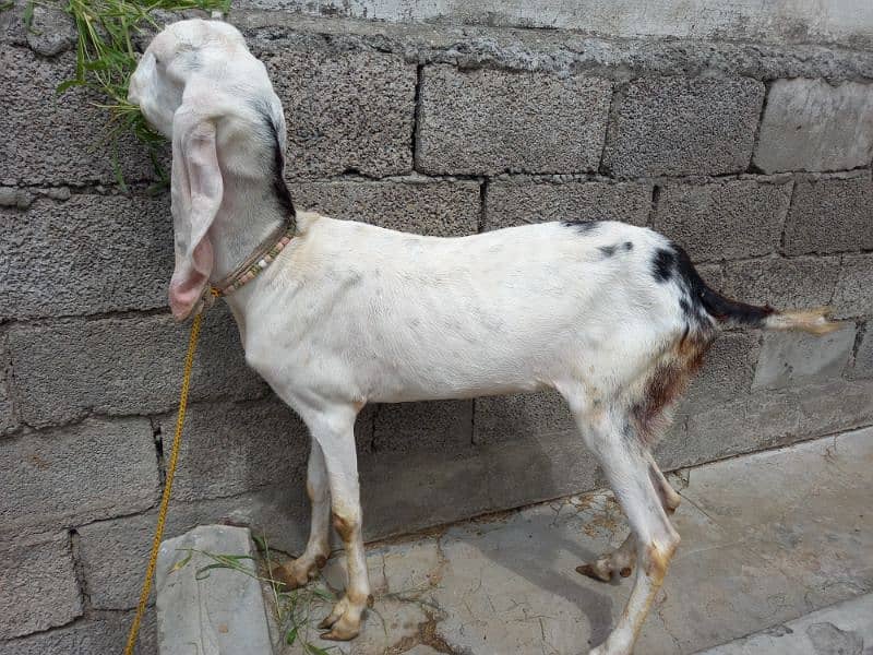 Two Rajanpuri Goats for Sale 12