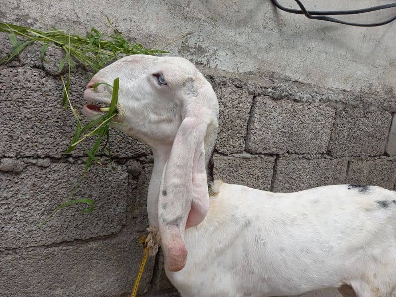 Two Rajanpuri Goats for Sale 13