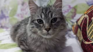 Gray Persian Tabby cat