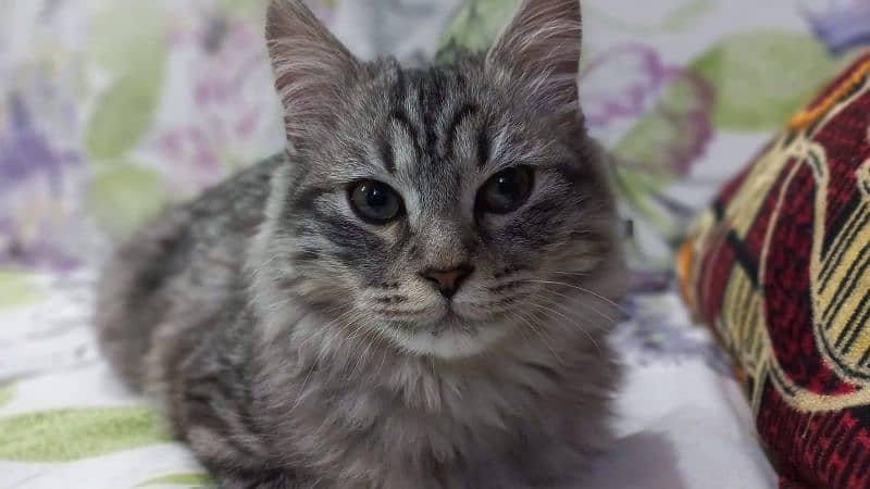 Gray Persian Tabby cat 0