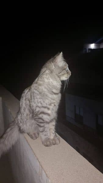 Gray Persian Tabby cat 1