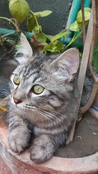 Gray Persian Tabby cat 2