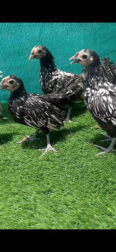 silver sebrite chicks for sale