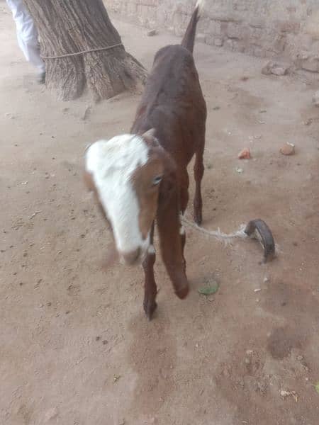 bakri for sale phone number 03335249522 0