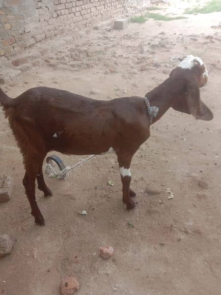 bakri for sale phone number 03335249522 1