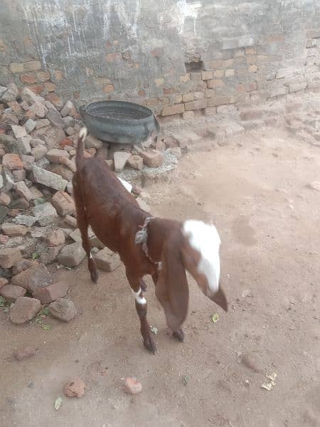 bakri for sale phone number 03335249522 2