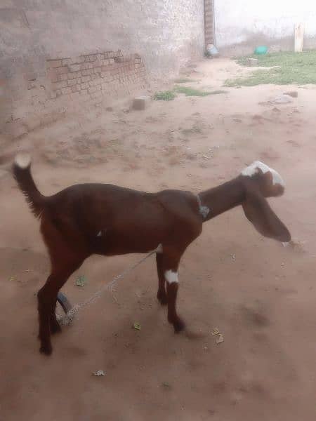 bakri for sale phone number 03335249522 3