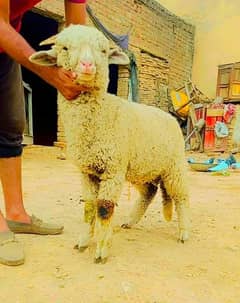 LONGTAIL MARINO SHEEP