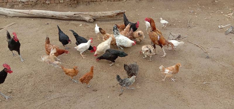 hens ready for eggs 1